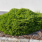Smrek obyčajný (Picea abies) ´LITTLE GEM´ – výška 5-10 cm , ø 10-15 cm, kont. C2L